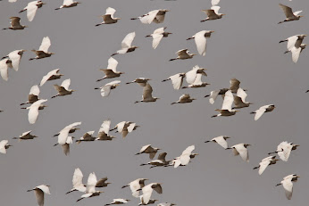 Cattle Egrets