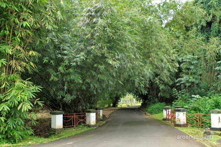 hutan bambu kebun raya bogor