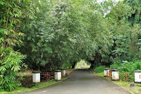 kebun raya bogor