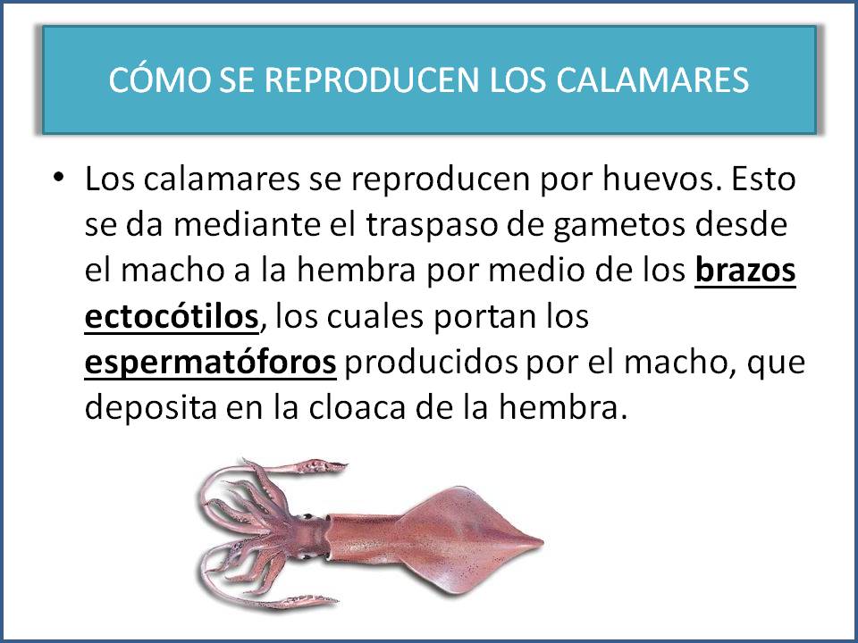 Cosas de niños para la escuela LA REPRODUCCIÓN DE LOS