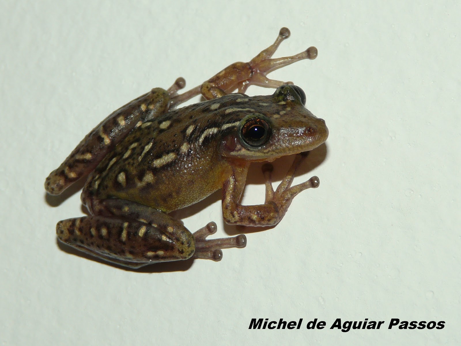 Herpetolife (Inicio) Scinax cretatus Nunes & Pombal, 2011