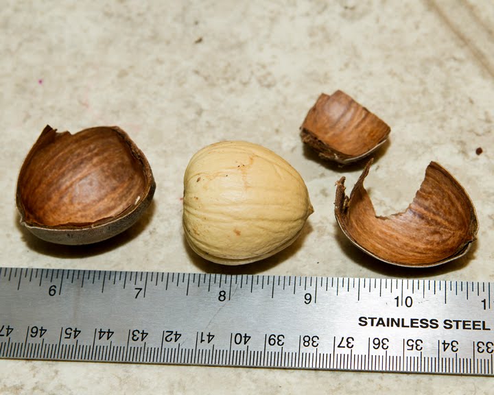 Gibberish Acorn mania!