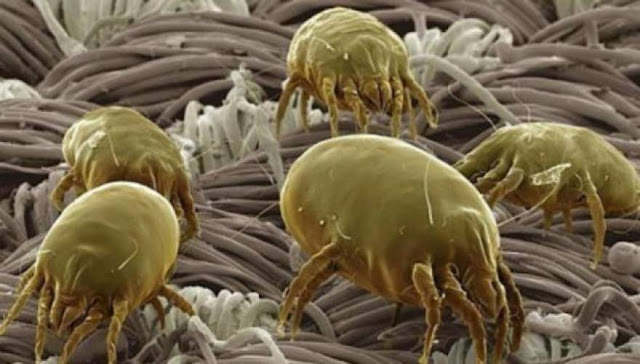 Το επικίνδυνο μικρόβιο που κουβαλάμε στα… παπούτσια μας