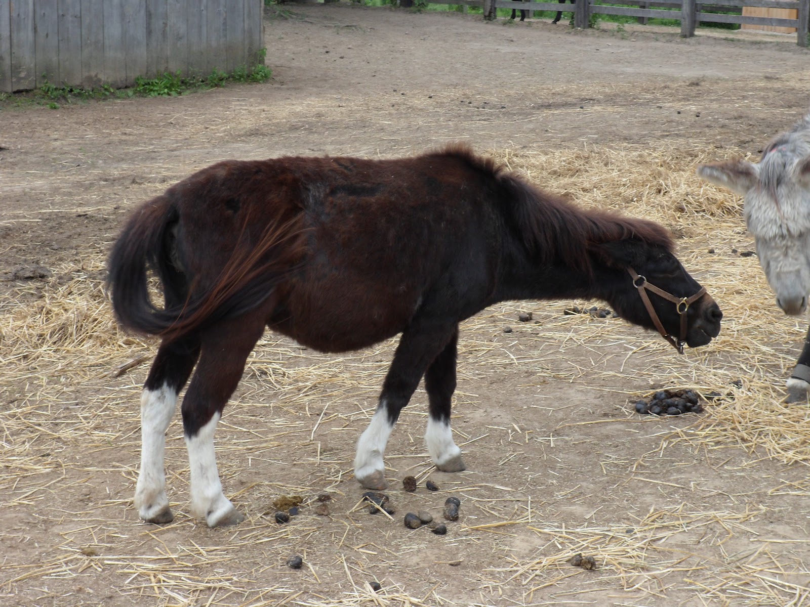 Ice Cream for Breakfast Donkey Sanctuary of Canada