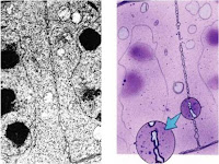 cytokinesis in plants