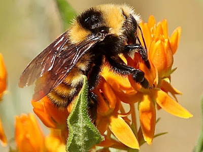 bumble bee macro