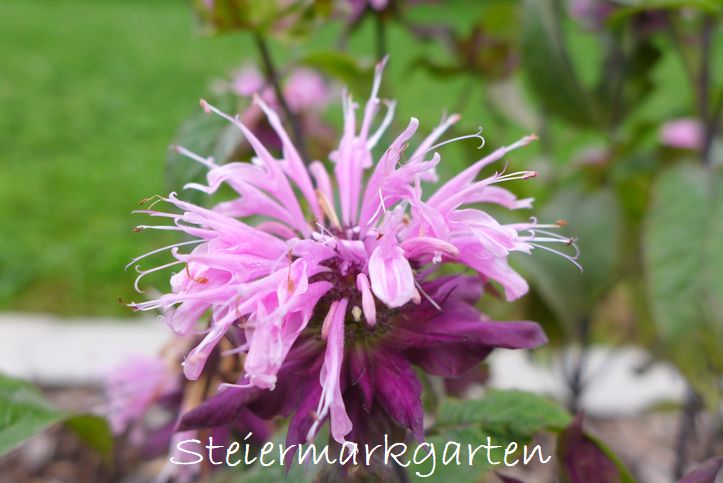 Rosenmelisse Rosenmelisse-Steiermarkgarten
