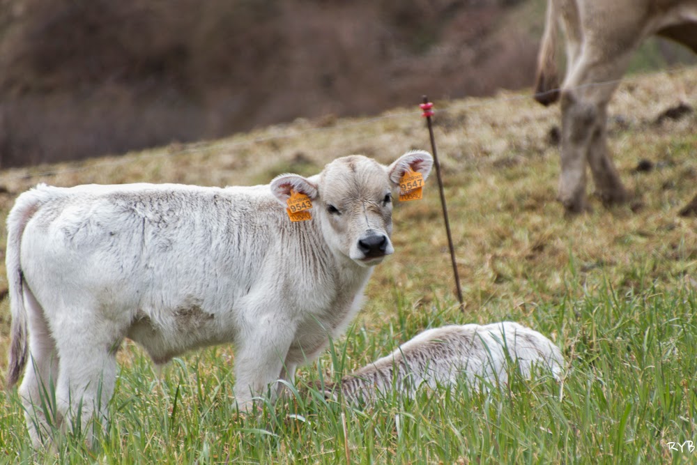 Una de vacas y terneros