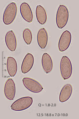 Psilocybe subcoprophila 