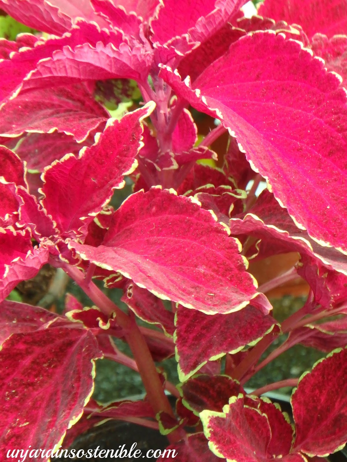 Plectranthus scutellarioides-Coleus blumei (Cóleo)