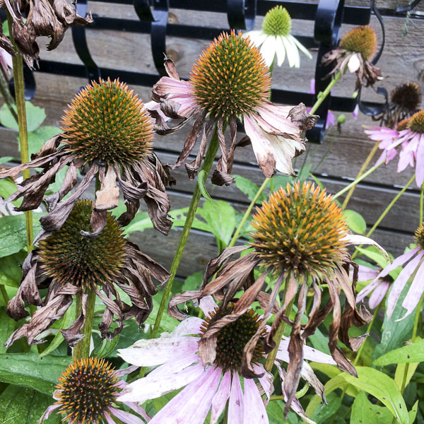 solhattar, rudbeckia rudbeckia, solhattar