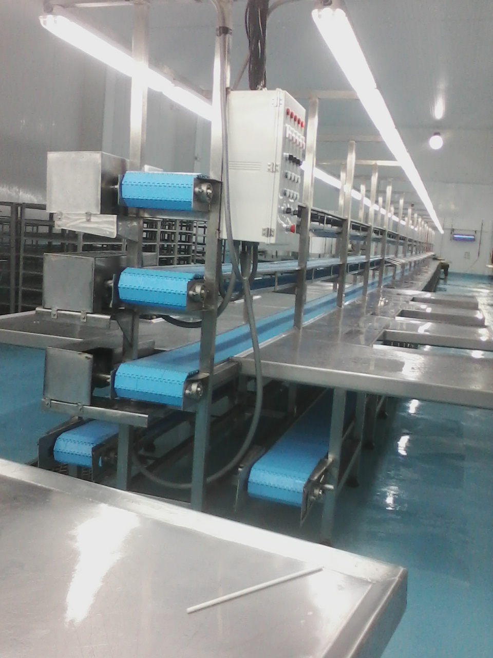 Tuna Processing Line Involved in Creating Canned Tuna Yellowfin Tuna