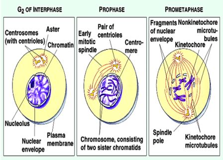 Interphase-Prophase-Prometaphase