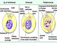 Metaphase Diagram Metaphase Diagram
