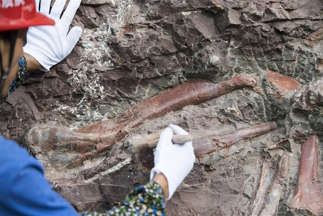 Parede de fósseis de dinossauros encontrada na China - a maio do mundo