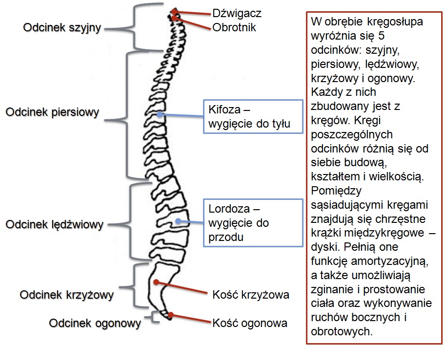 Adenozynotrifosforan?: Układ ruchu [1/2]