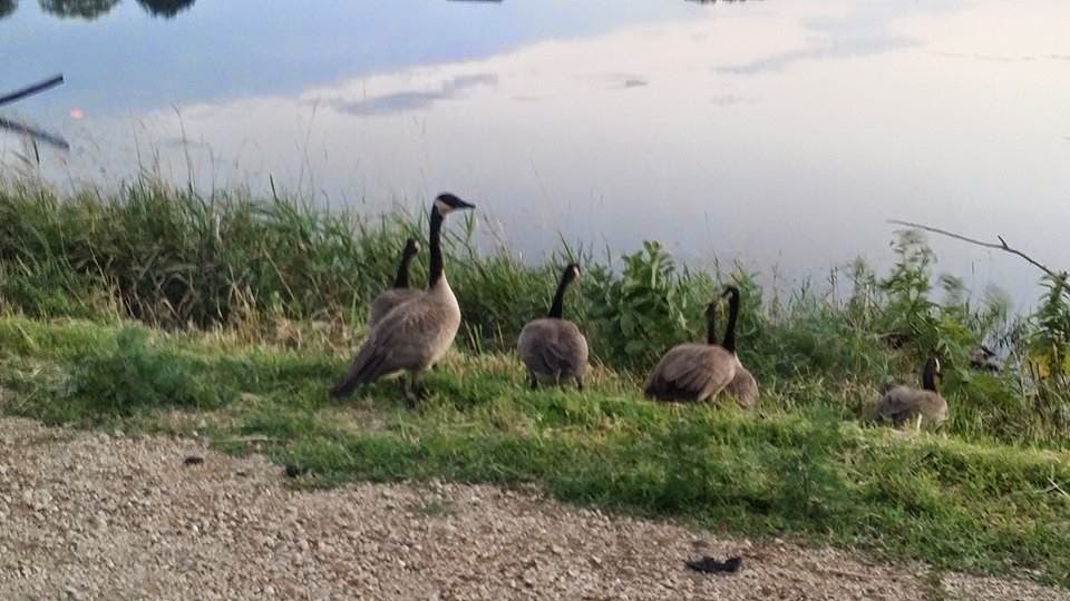Maquoketa Iowa / Blog Geese at Hurstville Interpretive Center