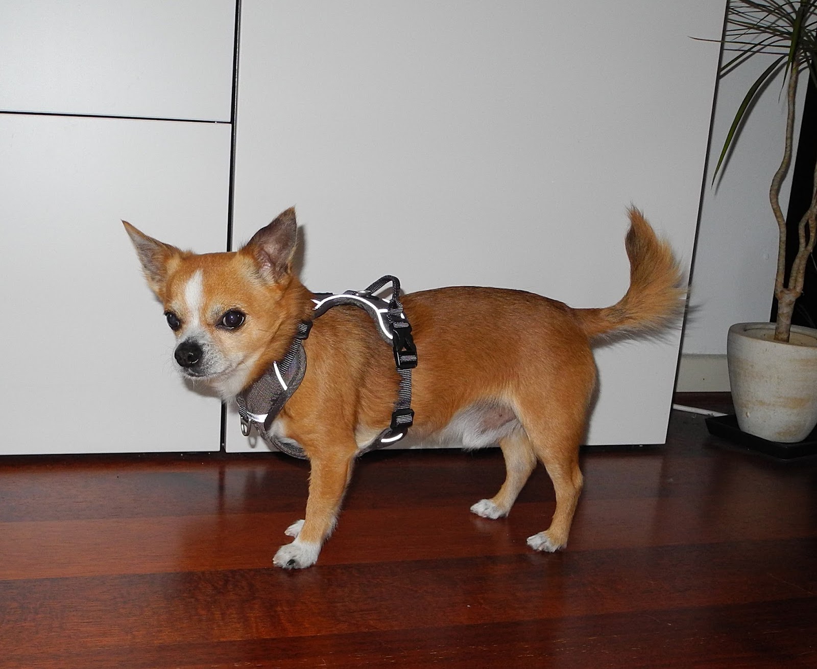 Rocky's Blog DOG Copenhagen