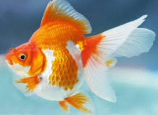 Morfologi dan Klasifikasi Ikan Mas Koki  MORFOLOGI DAN KLASIFIKASI IKAN MAS KOKI