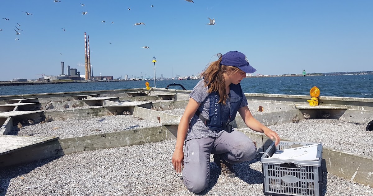 Dublin Bay Birds Project The Dublin Bay Birds Project a quickfire