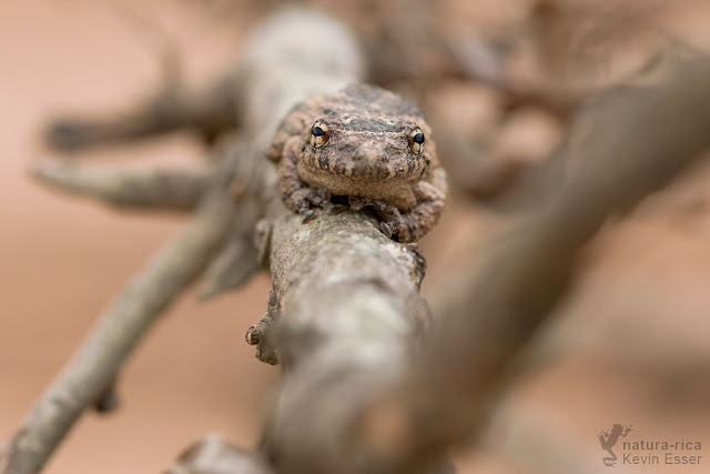 Warty Snouted Treefrog - Scinax acuminatus