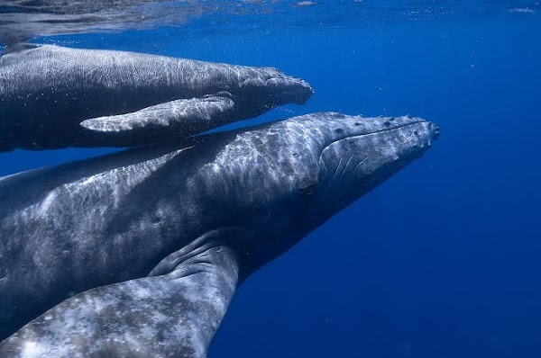 Ballenas jorobodas llegan al Mediterraneo. Ballenas jorobodas llegan al Mediterraneo.