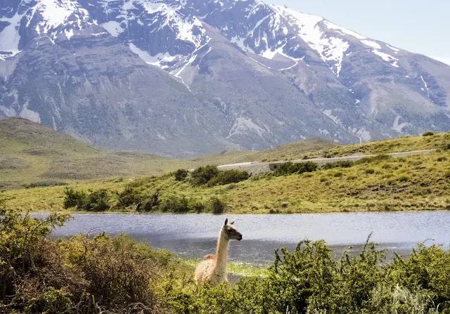 Guanaco with a lake and mountains in the background spotted on a day trip to Torres del Paine National Park from Puerto Natales