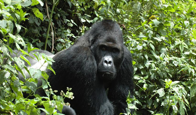 Four out of six great apes one step away from extinction Four out of six great apes one step away from extinction