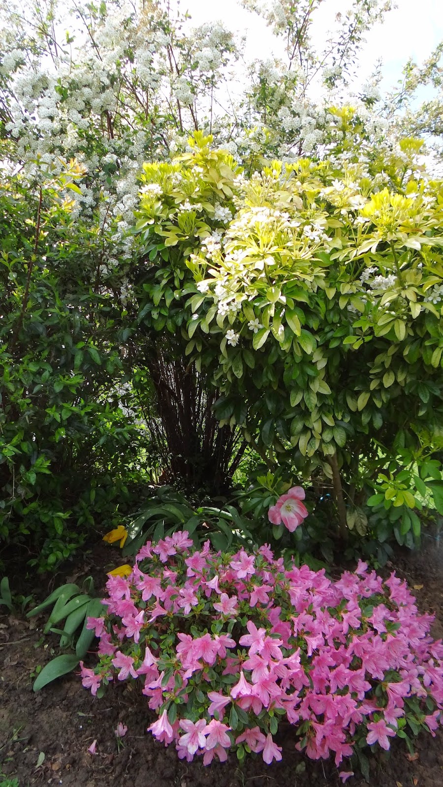 April Bloom Day