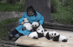 Someone Is Going To Get Paid $32,000 A Year To Hug Baby Pandas And It Could Be You