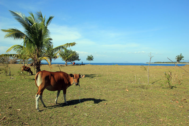Lombok Jalan Jalan Tour And Travel Gili Layar Dan Gili Rengit