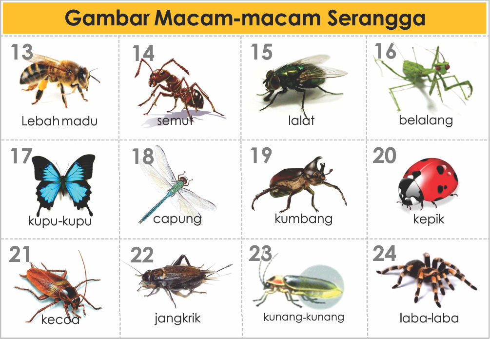  GAMBAR  JENIS MACAM HEWAN  SERANGGA freewaremini