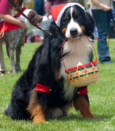 Kcc Park Dog Shows Kcc Park Dog Shows