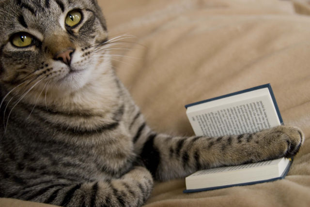 Cat Reading Books : 7 Images