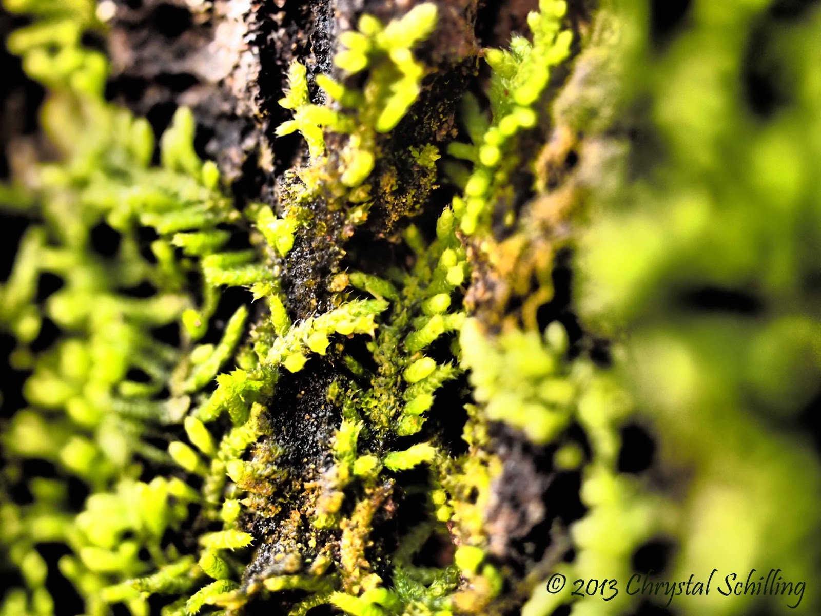 Chrystal Schilling Photography