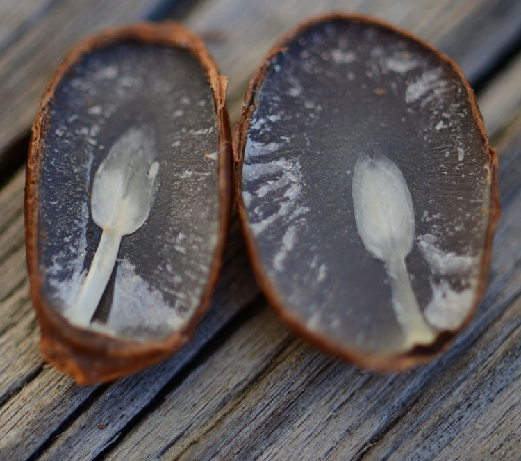 The persimmon seed prediction guide: "spoons" predict snow, "forks" say no snow, "knives" indicate ice. The persimmon seed prediction guide: "spoons" predict snow, "forks" say no snow, "knives" indicate ice.