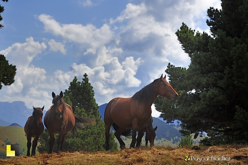 chevaux du vercors vallon de corbeau photo Pascal Blachier