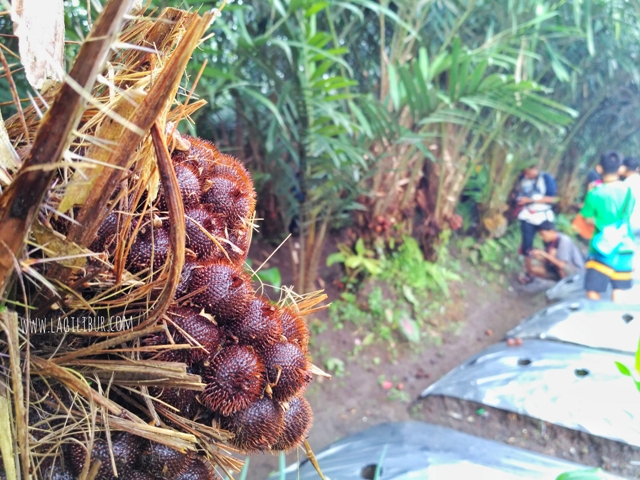 Desa Wisata Pancoh, Ekowisata nan Asri di Lereng Merapi - Lagilibur.com