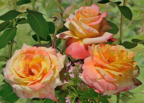Marvelle rose сорт розы купить фото  