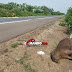 Motociclista morre na BR 364 ao bater em capivara
