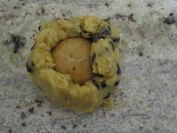 Réalisation cookies des rois coeur frangipane à la cacahuète, incorporation de la frangipane cacahuète dans boule de pâte de cookies