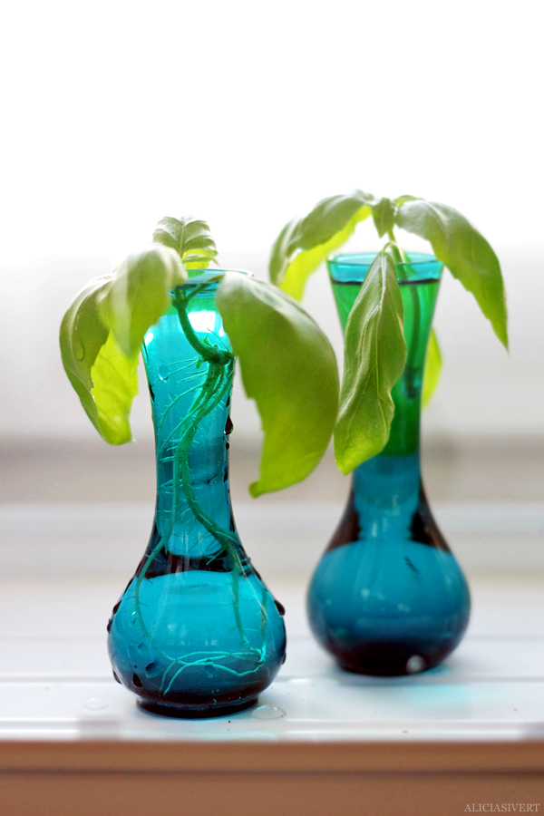 "In my miniature greenhouse", photo by Alicia Sivertsson, 2015. aliciasivert, alicia sivertsson, alicia sivert, i mitt lilla växthus, miniatyrväxthus, blommor, växter, blomma, växt, kryddor, krydda, persilja, basilika, vas, kruka, urna, loppis, kaffe, frukt, urn, pot, parsley, basil, plant, planting, odla, odling, fönster