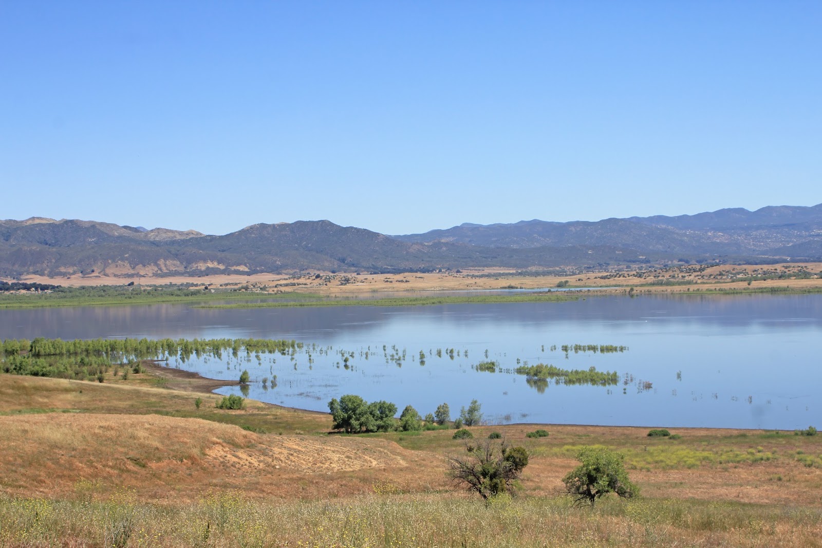 Western Sojourns Travels with Camissonia LAKE HENSHAW (San Diego