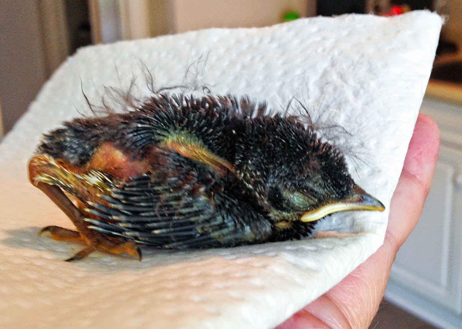 Raising an Eastern Bluebird: DAY TWO OF RAISING EASTERN BLUEBIRD NESTLING