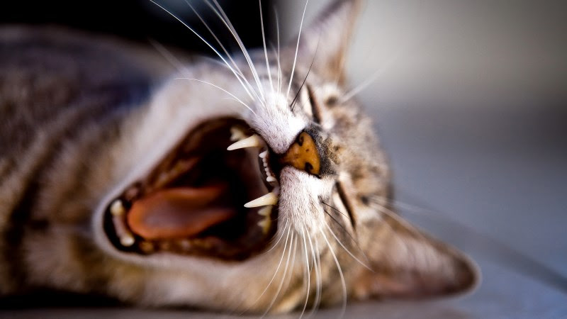 Sleepy Cat