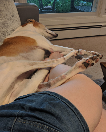 image of my legs stretched out across the sofa; Dudley the Greyhound is lying beside them with his legs tangled with mine