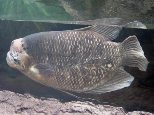 Jumbo Gourami Jumbo Gourami