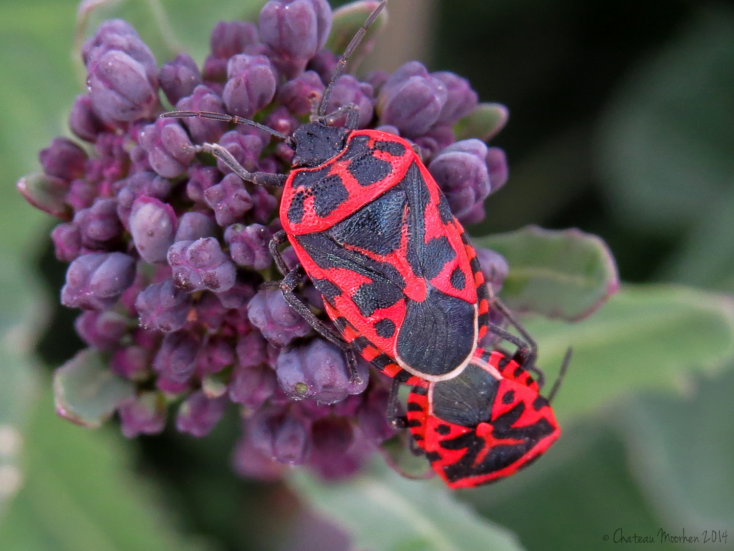 Chateau Moorhen..... goes south!: Brightly coloured bugs and a far from ...