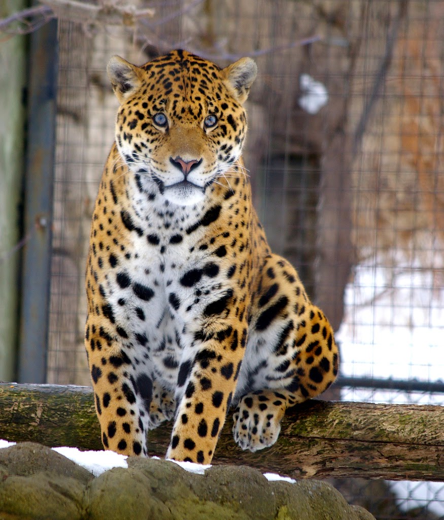 Cute Cheetah pic - WallpapersXplore | Free HD Desktop Wallpapers