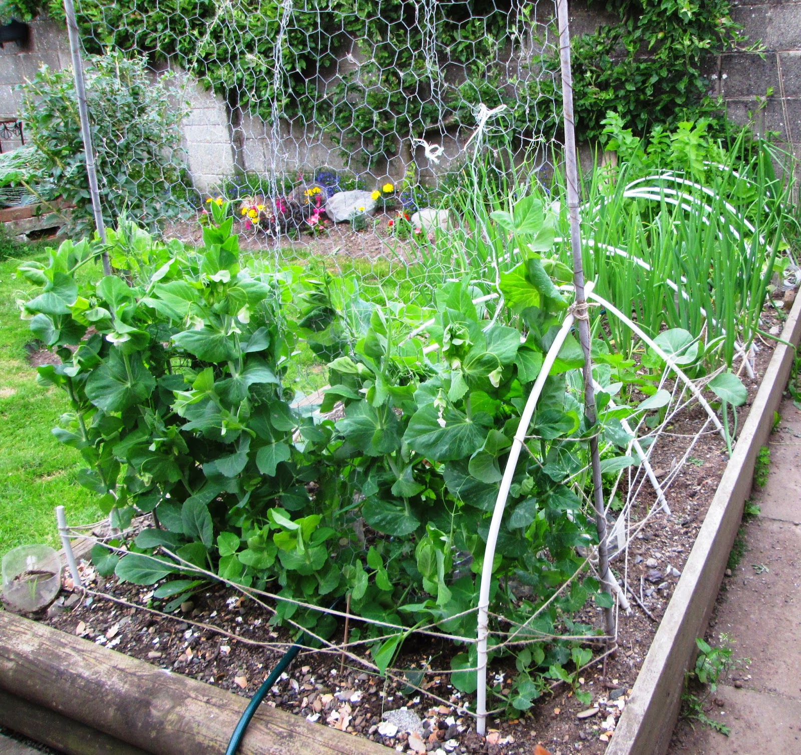 Vegetable Garden Tips : How to Grow Peas in a Small Garden